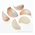 Hot Sale Chinese Peeled Garlic Vegetable